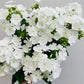 Bilde av Phlox paniculata Mix-Spanne Plantesalg