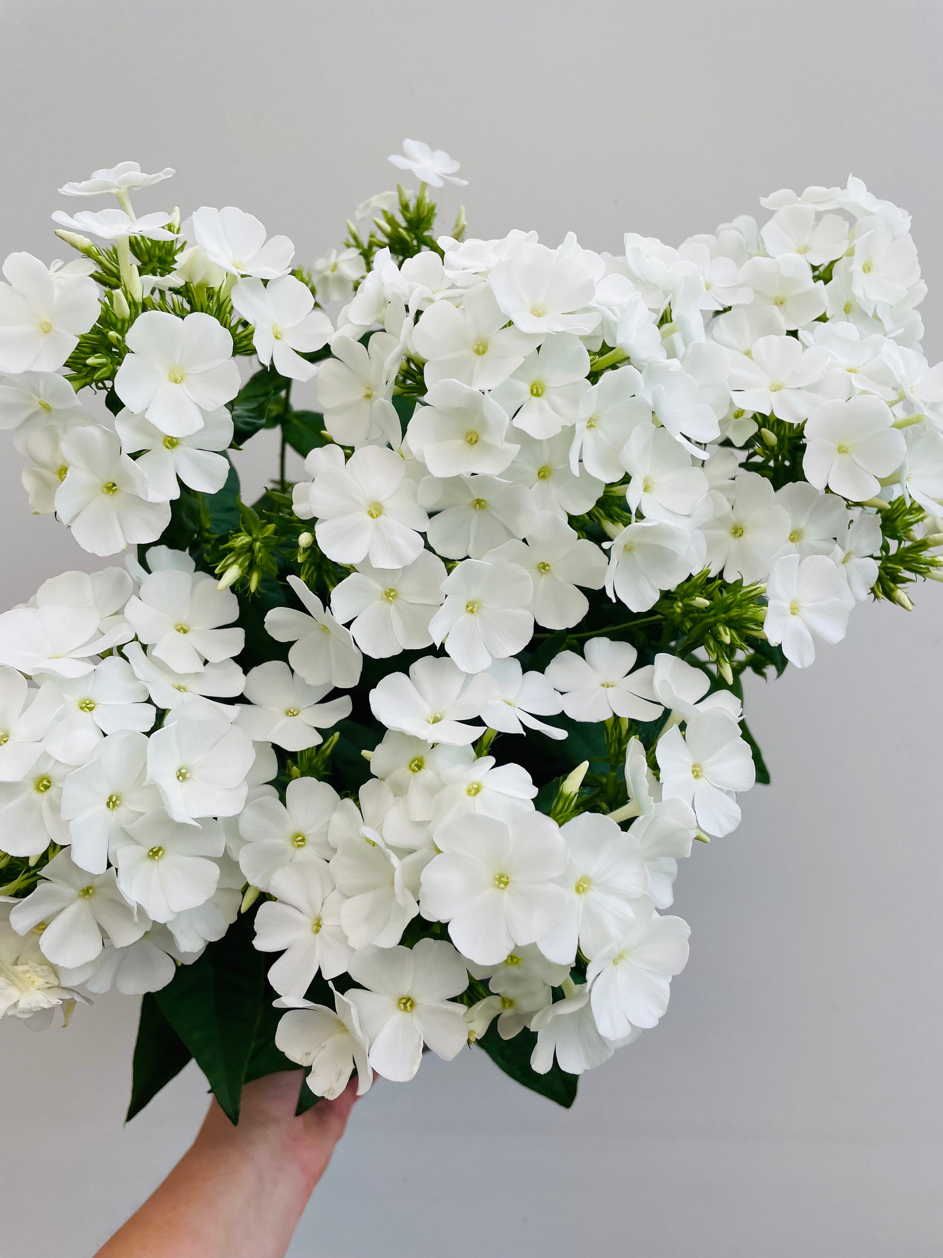 Bilde av Phlox paniculata Mix-Spanne Plantesalg