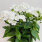 Bilde av Phlox paniculata Mix-Spanne Plantesalg