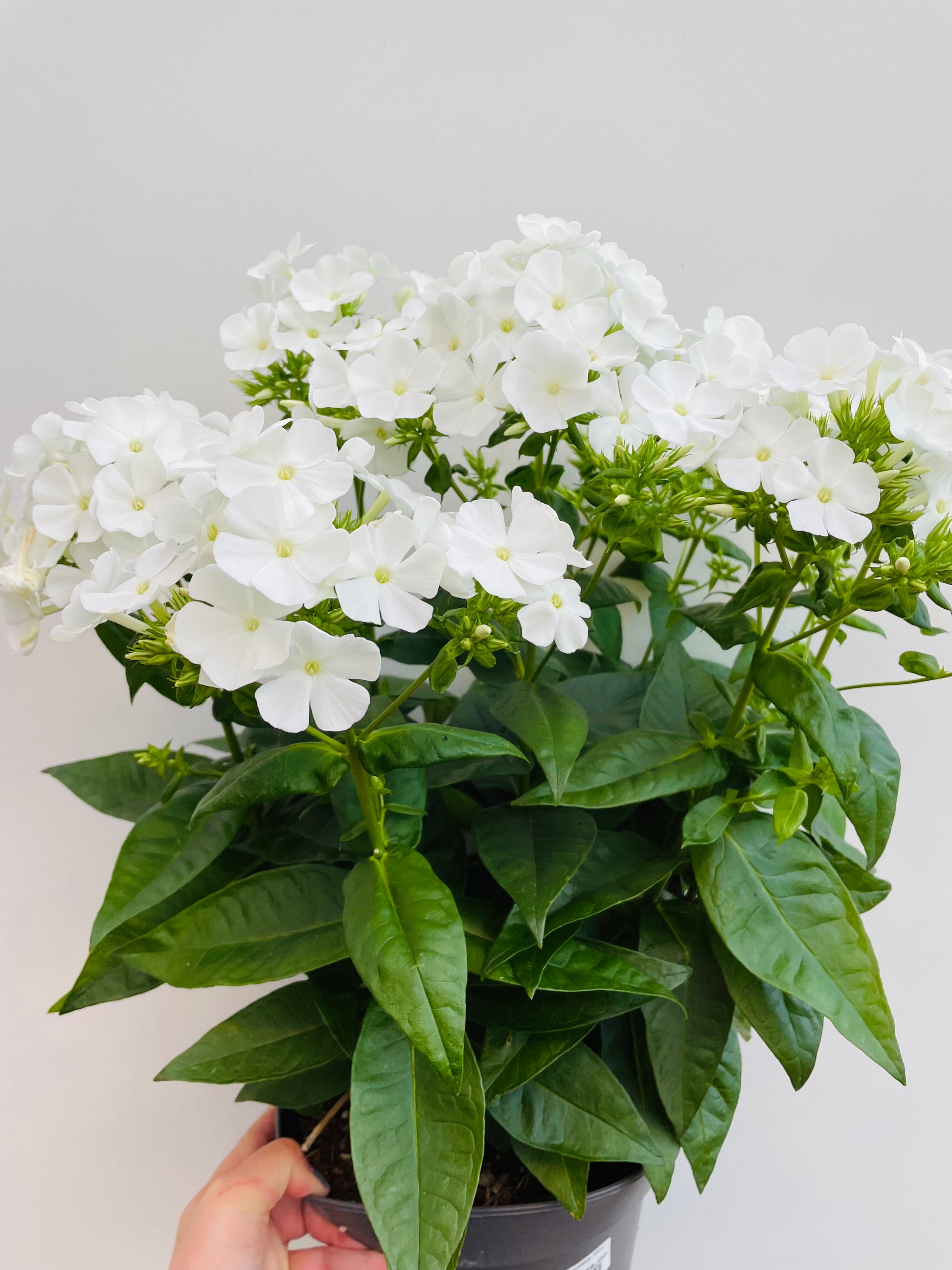 Bilde av Phlox paniculata Mix-Spanne Plantesalg