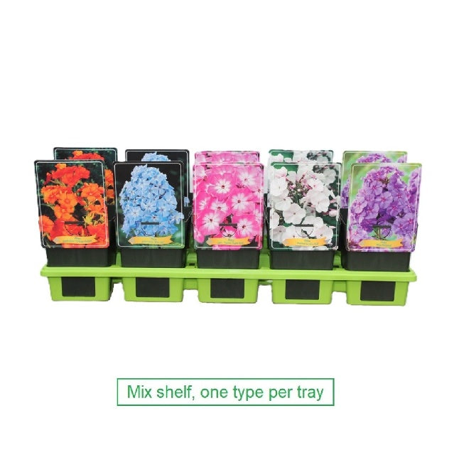 Bilde av Phlox Paniculata Mix-Spanne Plantesalg