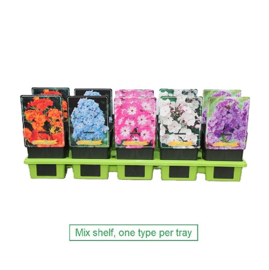 Bilde av Phlox Paniculata Mix-Spanne Plantesalg