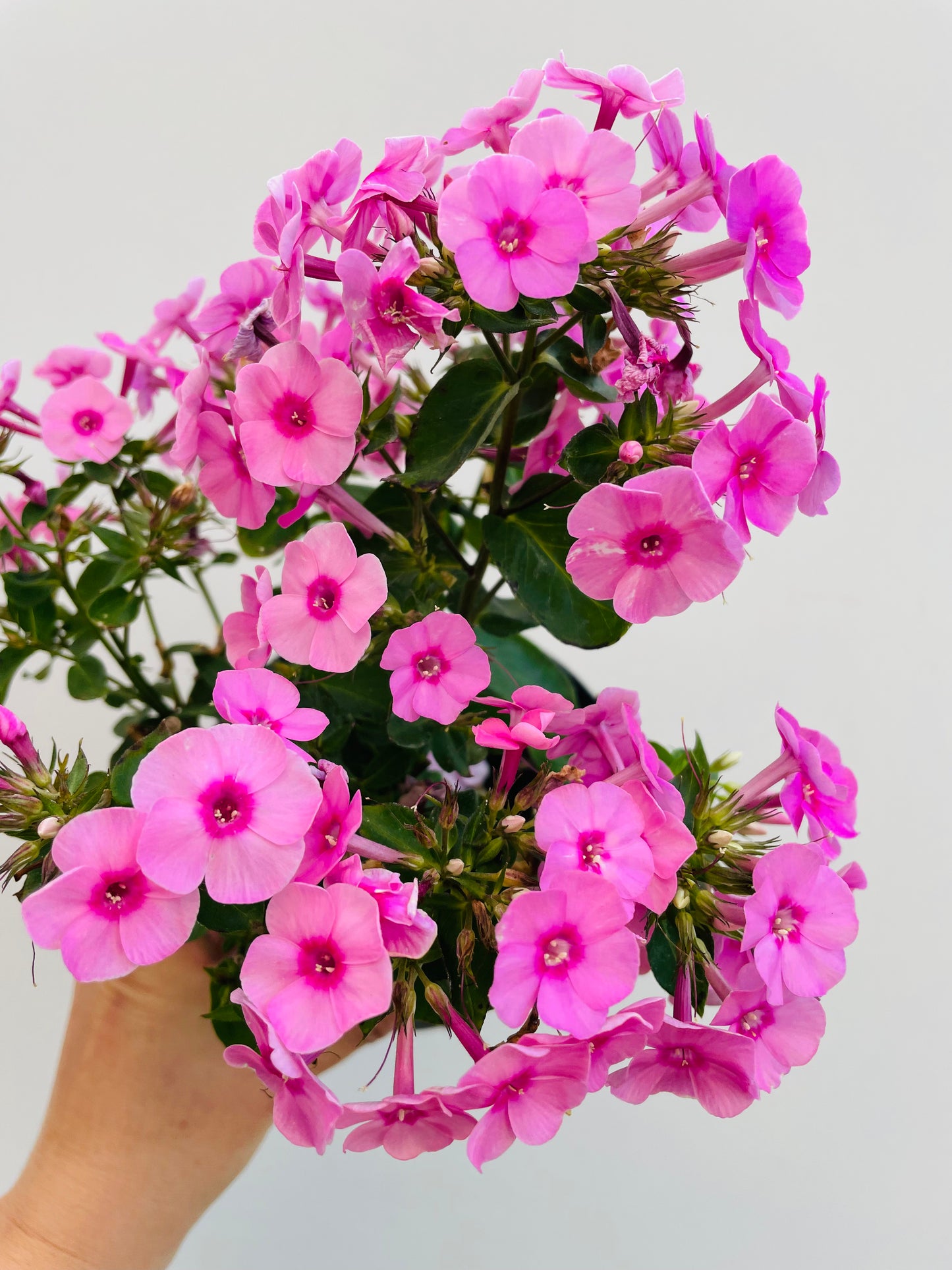 Bilde av Phlox paniculata-Spanne Plantesalg