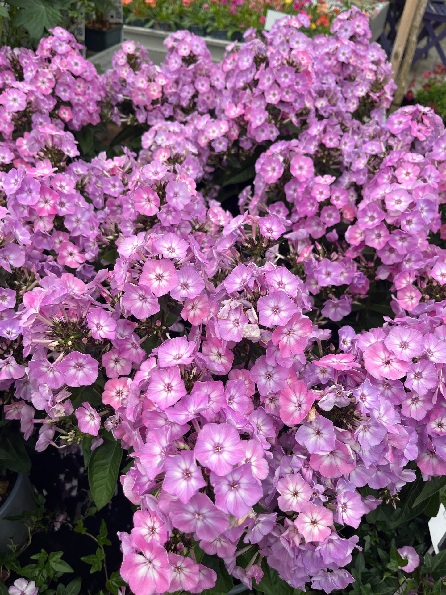 Bilde av Phlox paniculata-Spanne Plantesalg