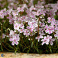 Bilde av Phlox (S) Candy Stripes-Spanne Plantesalg