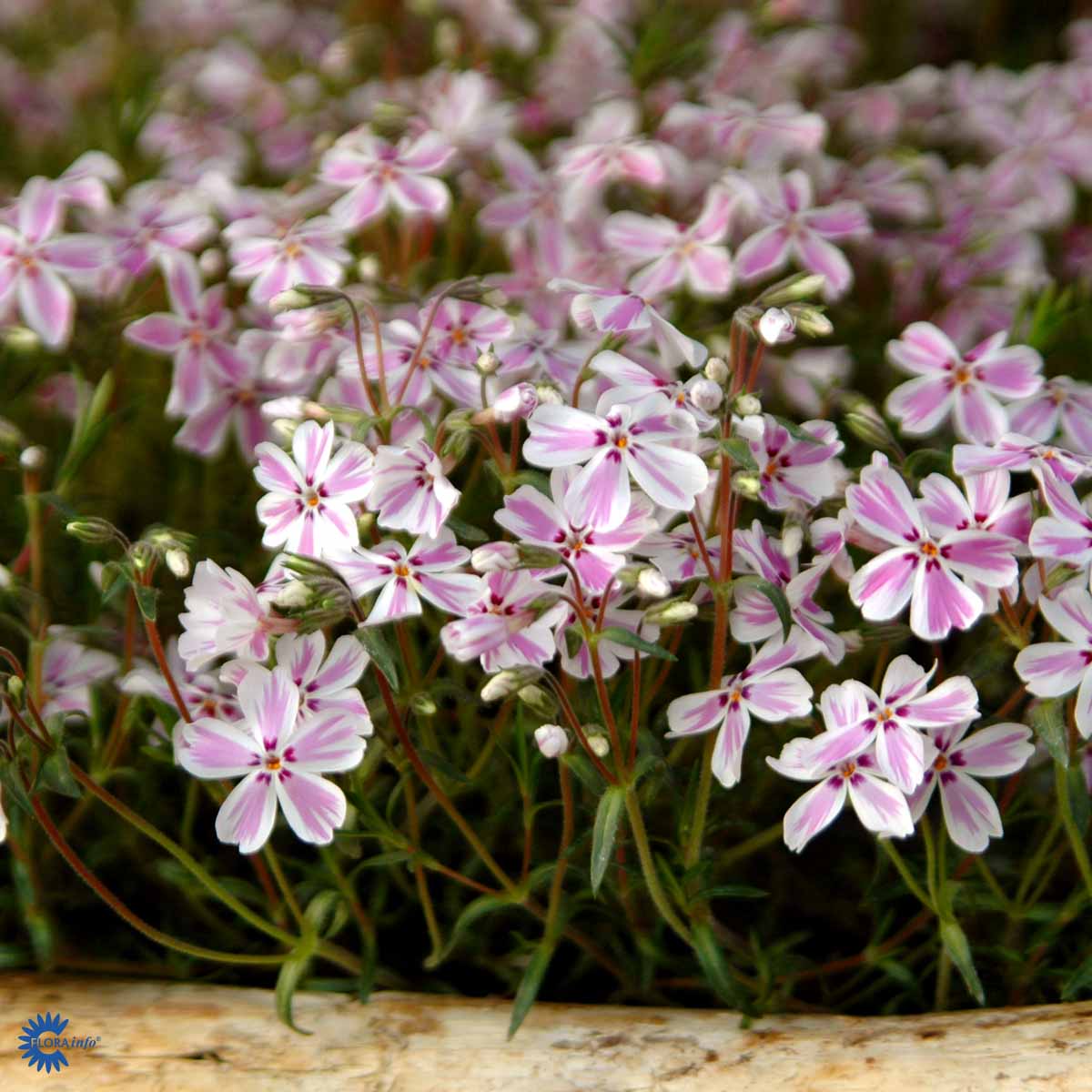 Bilde av Phlox (S) Candy Stripes-Spanne Plantesalg