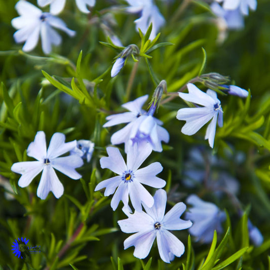 Bilde av Phlox (S) 'Emerald Cushion Blue'-Spanne Plantesalg