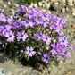Bilde av Phlox (S) 'Purple Beauty'-Spanne Plantesalg
