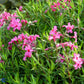 Bilde av Phlox (S) 'Scarlet Flame'-Spanne Plantesalg