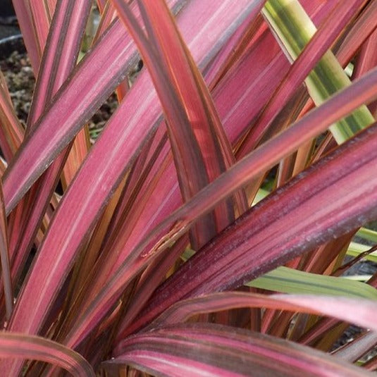 Bilde av Phormium 'Evening Glow'-Spanne Plantesalg