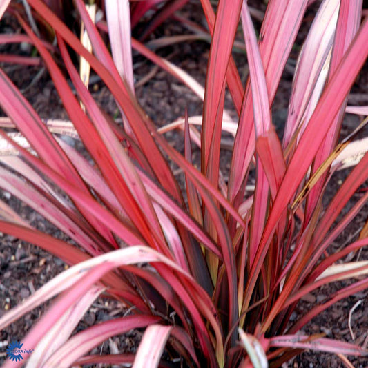Bilde av Phormium 'Maori Queen'-Spanne Plantesalg
