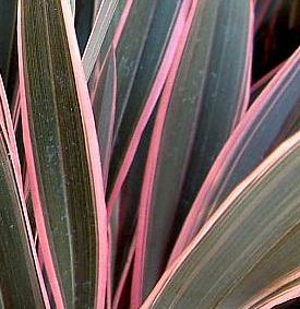 Bilde av PHORMIUM PINK STRIPE-Spanne Plantesalg