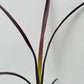 Bilde av Phormium tenax 'Black Velvet'-Spanne Plantesalg