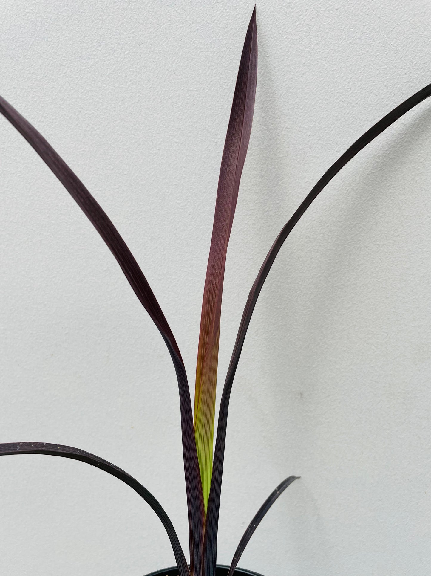 Bilde av Phormium tenax 'Black Velvet'-Spanne Plantesalg