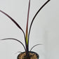 Bilde av Phormium tenax 'Black Velvet'-Spanne Plantesalg