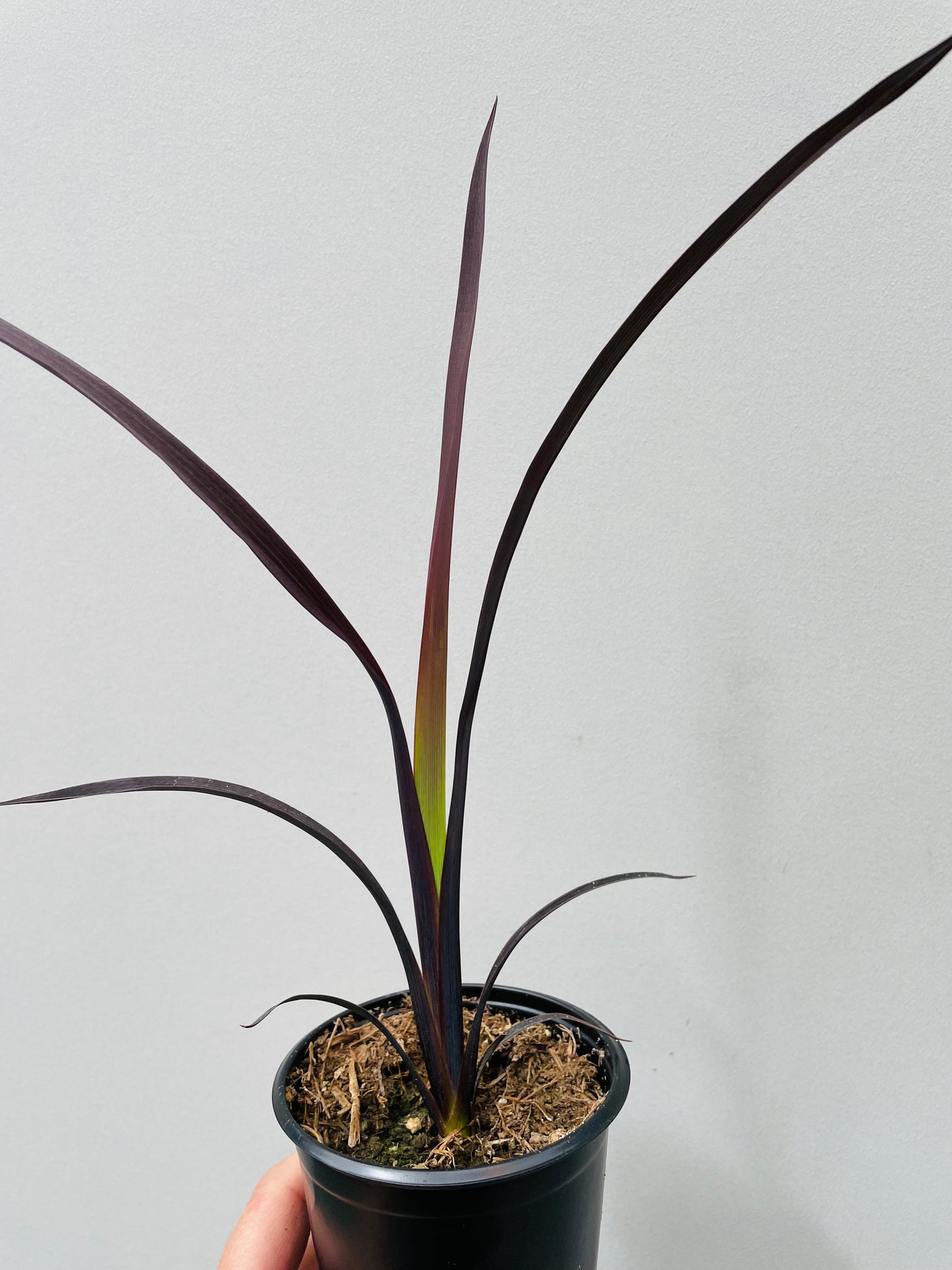 Bilde av Phormium tenax 'Black Velvet'-Spanne Plantesalg