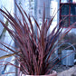 Bilde av Phormium tenax 'Purpureum'-Spanne Plantesalg