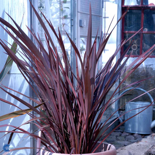 Bilde av Phormium tenax 'Purpureum'-Spanne Plantesalg