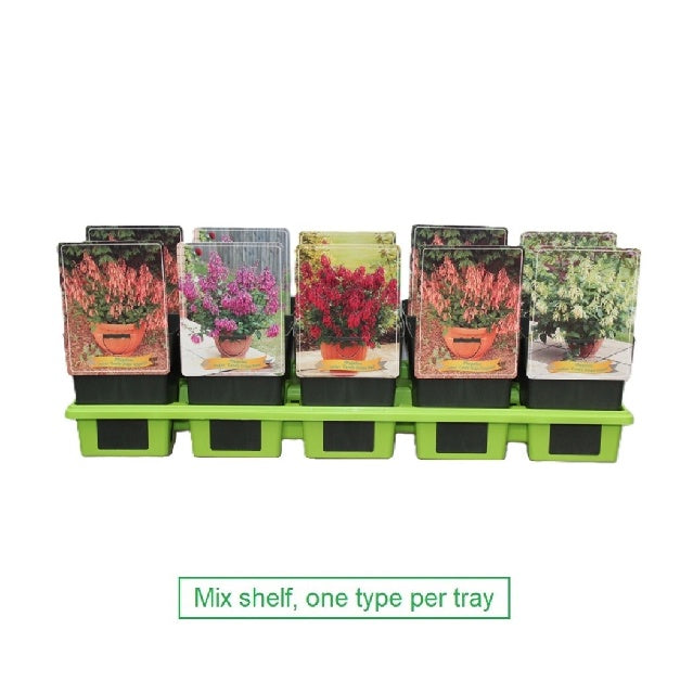 Bilde av Phygelius-Spanne Plantesalg