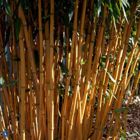 Bilde av Phyllostachys aureosulcata 'Aureocaulis'-Spanne Plantesalg