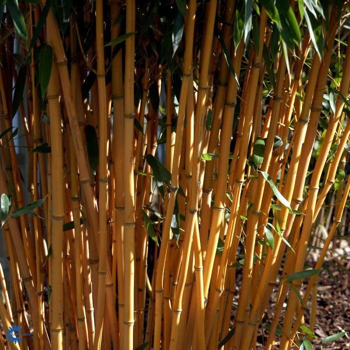 Bilde av Phyllostachys aureosulcata 'Spectabilis'-Spanne Plantesalg