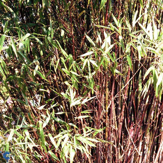 Bilde av Phyllostachys nigra 'Boryana'-Spanne Plantesalg