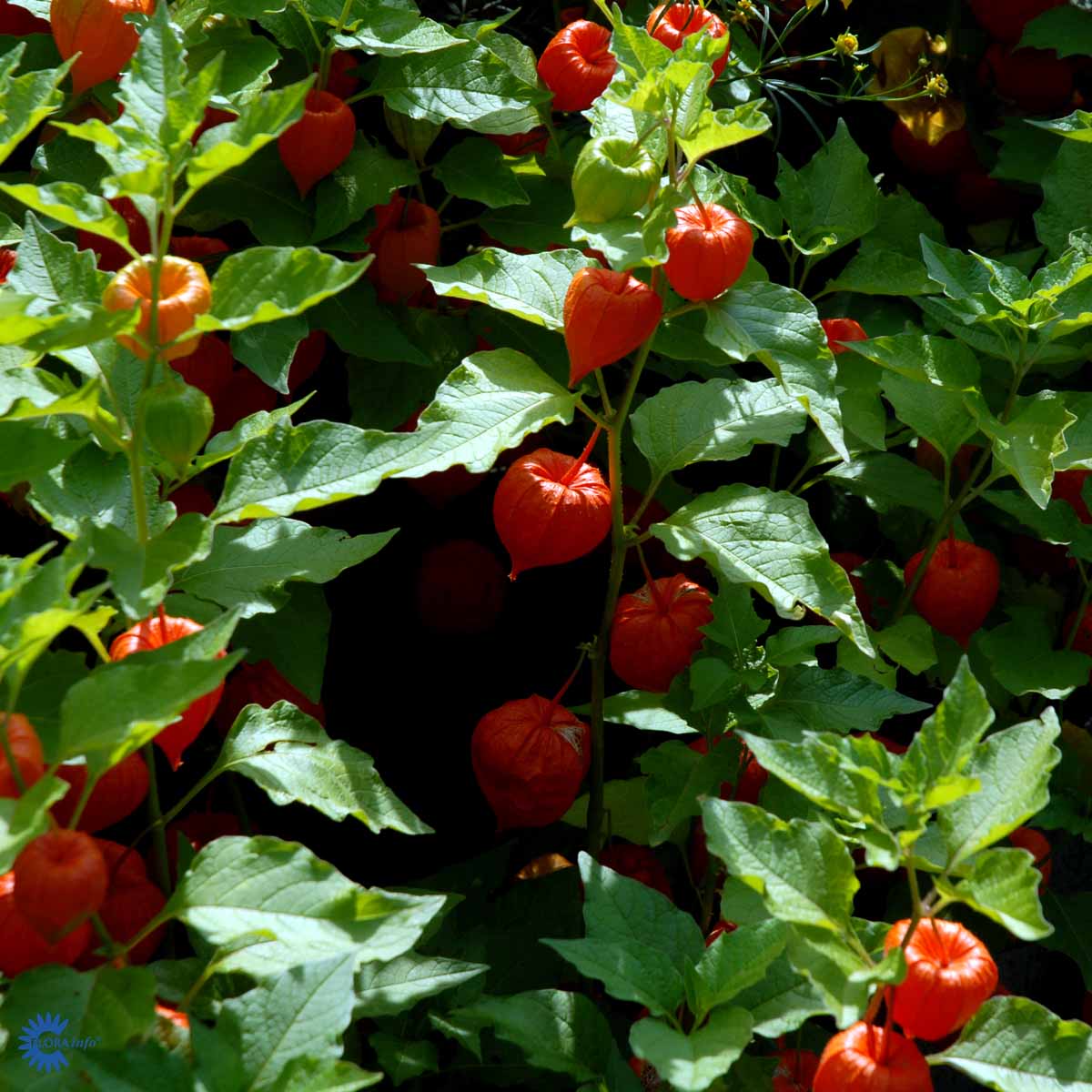 Bilde av Physalis alkekengi franchetii-Spanne Plantesalg