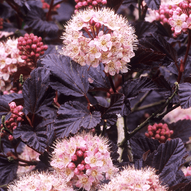 Bilde av Physocarpus opulif. 'Lady in Red' C3-Spanne Plantesalg