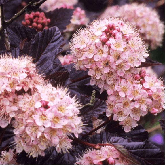 Bilde av Physocarpus opulif. 'Lady in Red' på stamme C7,5-Spanne Plantesalg