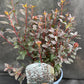 Bilde av Physocarpus o. 'Little Joker'-Spanne Plantesalg