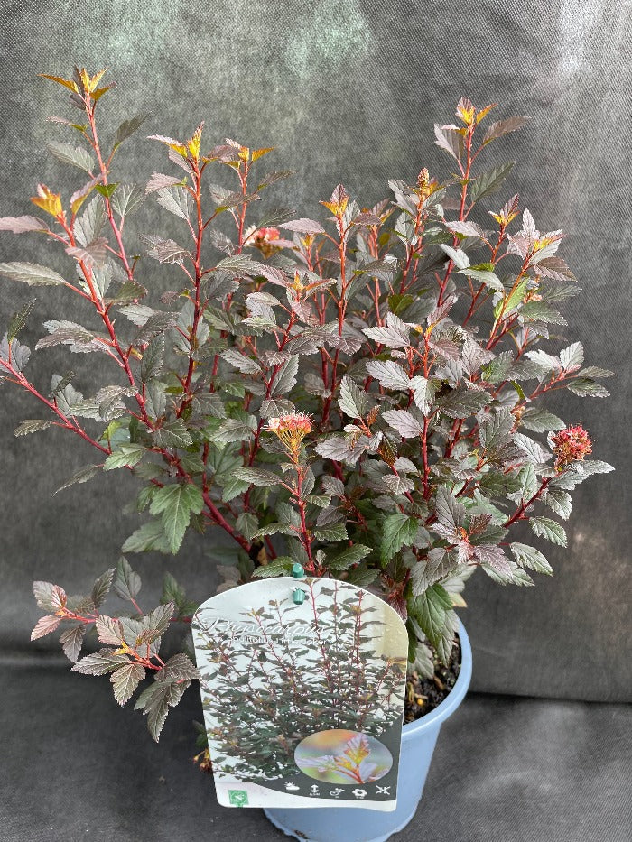 Bilde av Physocarpus o. 'Little Joker'-Spanne Plantesalg