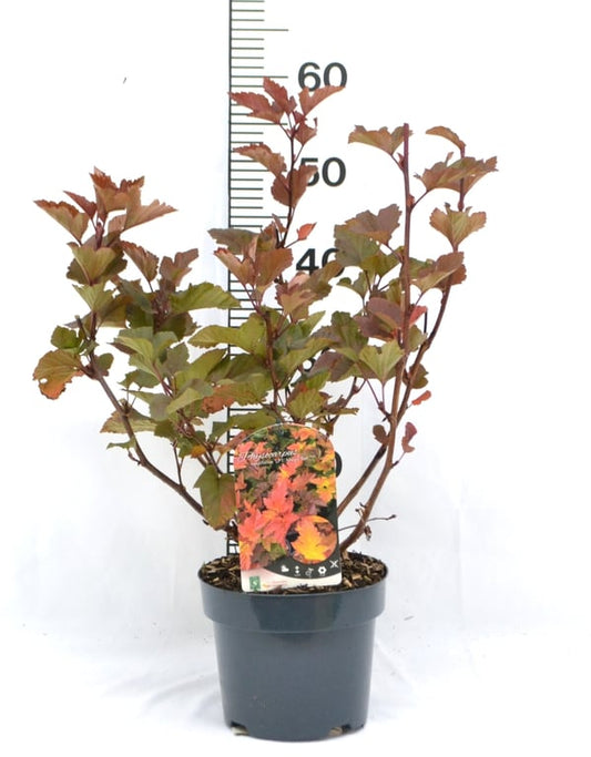 Bilde av Physocarpus opulif. Magic Ball-Spanne Plantesalg