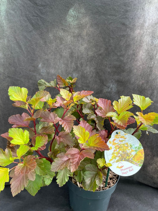 Bilde av Physocarpus opulif. Magic Ball-Spanne Plantesalg