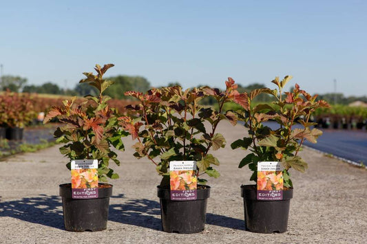 Bilde av PHYSOCARPUS OPULIFOLIUS AMBER JUBILEE®-Spanne Plantesalg