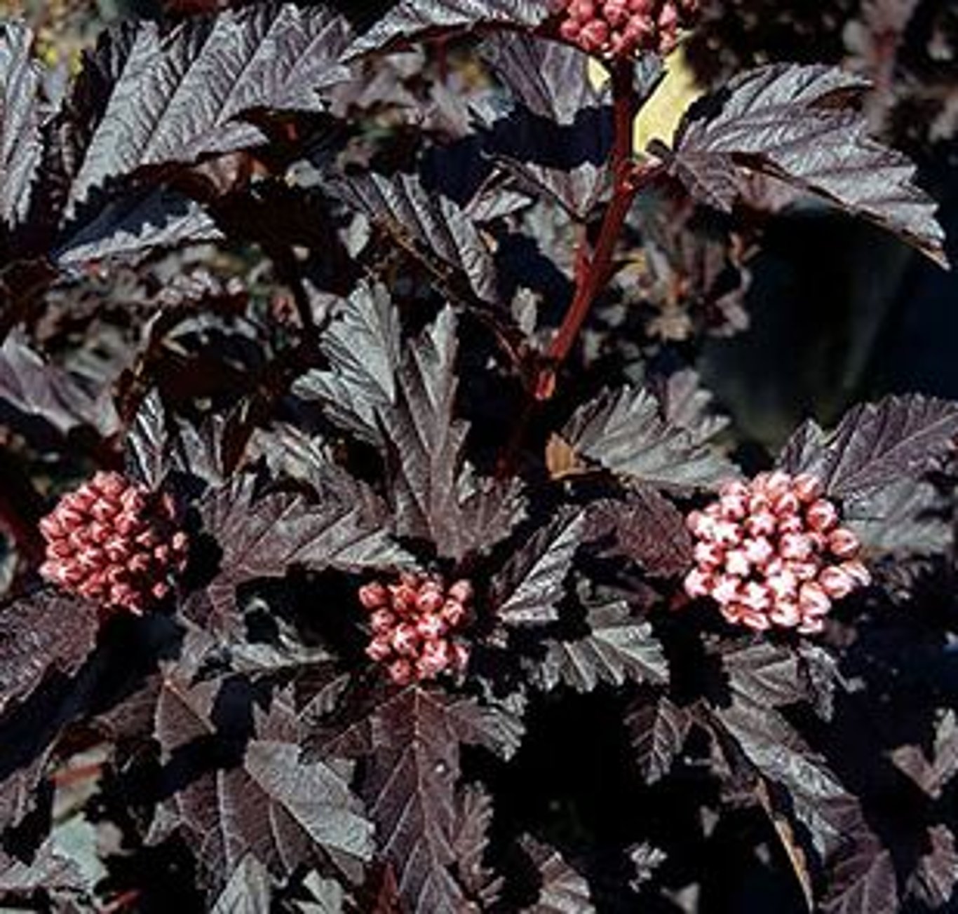 Bilde av Physocarpus opulifolius Panther-Spanne Plantesalg