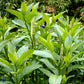Bilde av Phytolacca acinosa-Spanne Plantesalg