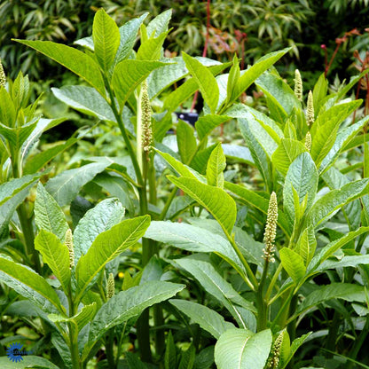 Bilde av Phytolacca acinosa-Spanne Plantesalg