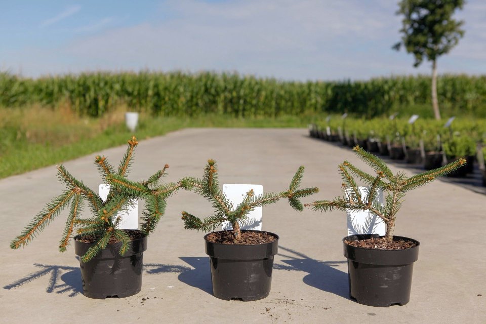 Bilde av PICEA ABIES INVERSA-Spanne Plantesalg