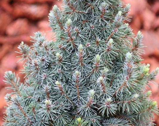Bilde av Picea glauca 'Sander's Blue'-Spanne Plantesalg
