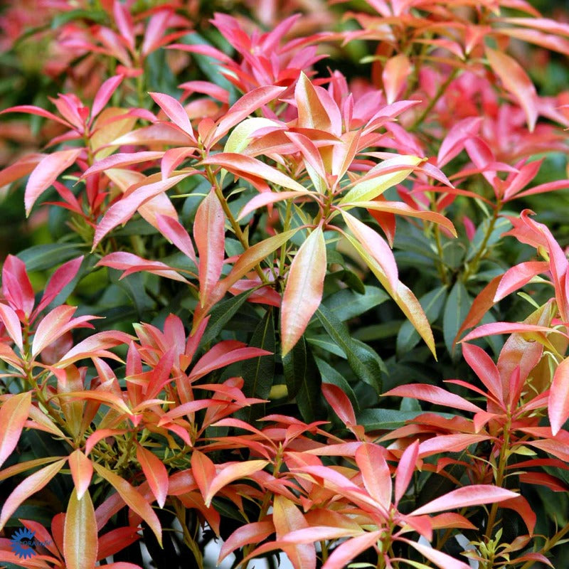 Bilde av Pieris 'Forest Flame'-Spanne Plantesalg