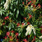 Bilde av Pieris 'Forest Flame'-Spanne Plantesalg