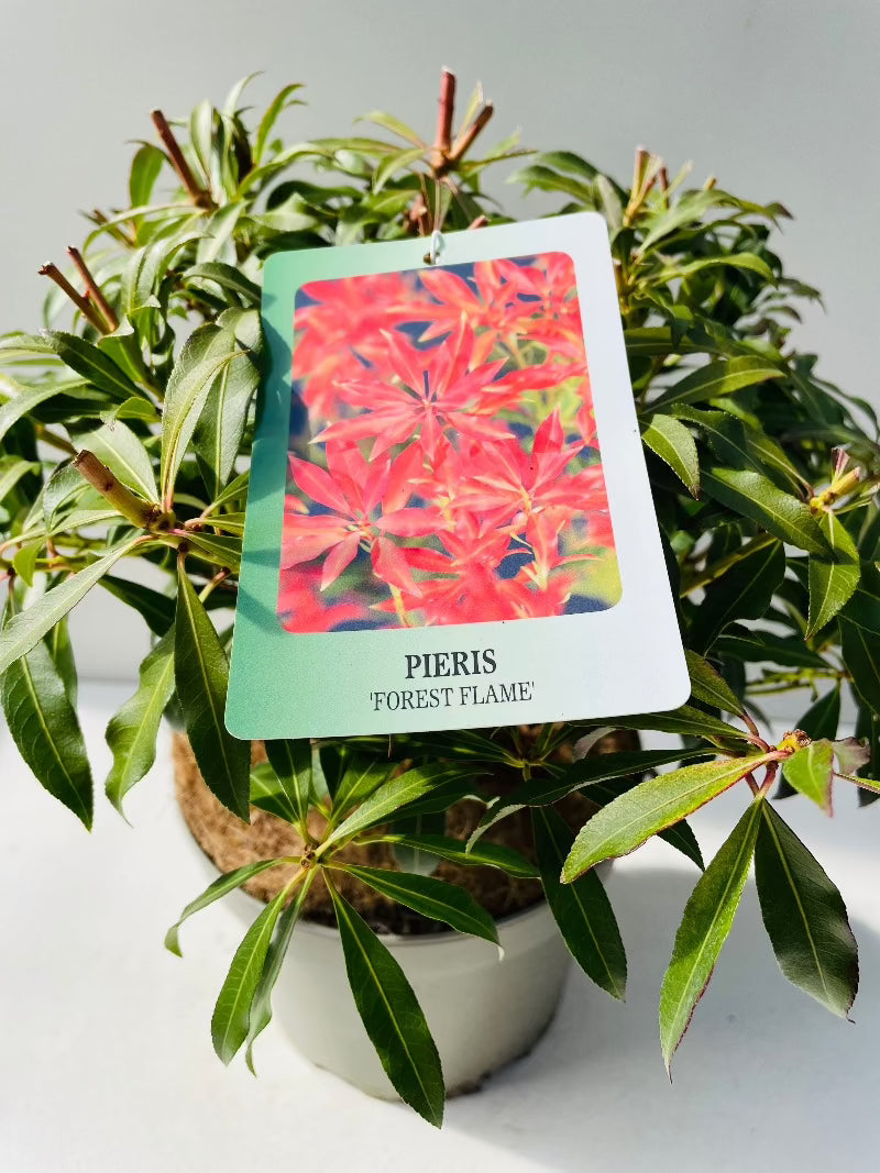 Bilde av Pieris 'Forest Flame'-Spanne Plantesalg