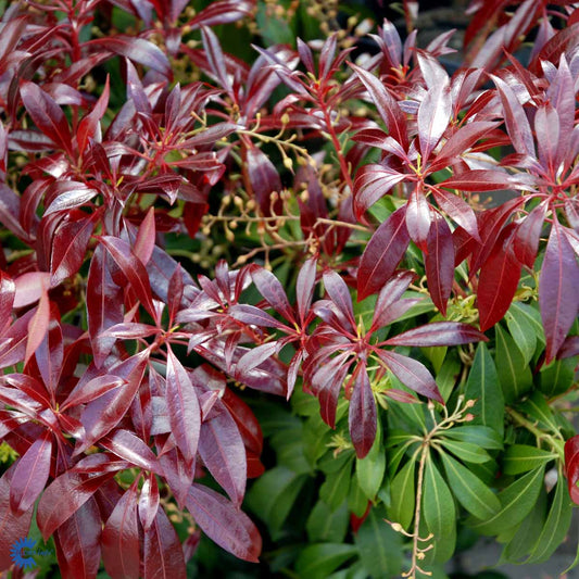 Bilde av Pieris jap. Katsura-Spanne Plantesalg