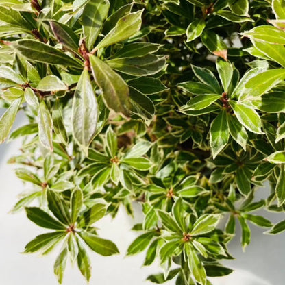 Bilde av Pieris jap. 'Little Heath'-Spanne Plantesalg