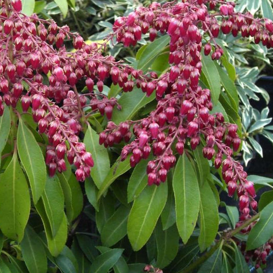 Bilde av Pieris japonica `Polar Passion`-Spanne Plantesalg