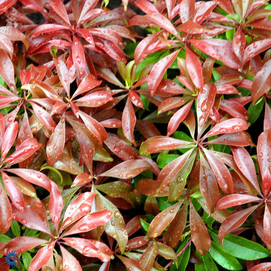 Bilde av Pieris japonica 'Red Mill'-Spanne Plantesalg