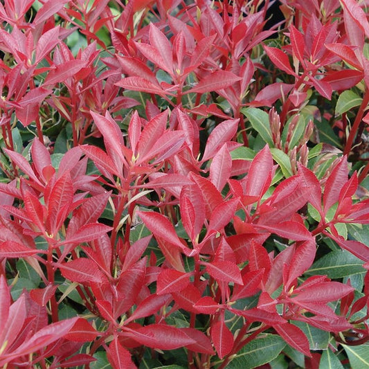 Bilde av Pieris japonica 'Select'-Spanne Plantesalg