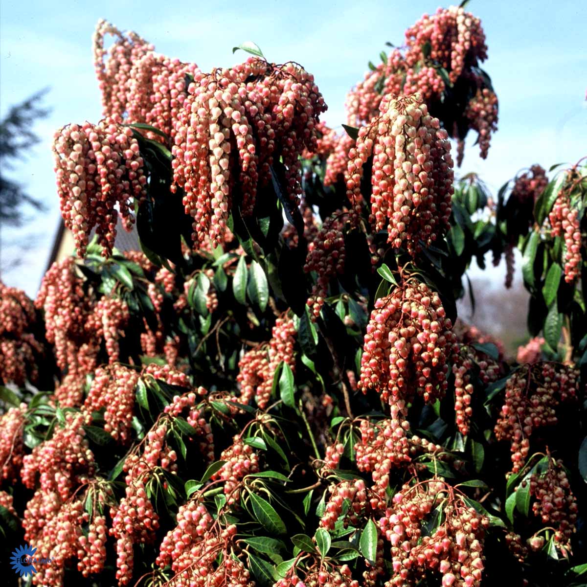 Bilde av Pieris japonica 'Valley Valentine'-Spanne Plantesalg