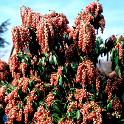 Bilde av Pieris japonica 'Valley Valentine'-Spanne Plantesalg