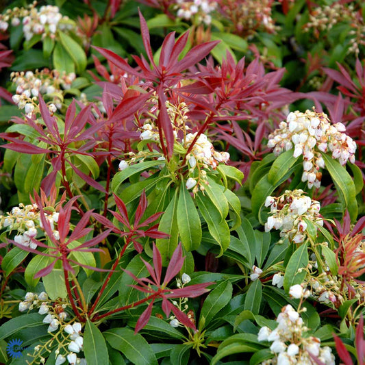 Bilde av Pieris japonica 'Valley Valentine'-Spanne Plantesalg